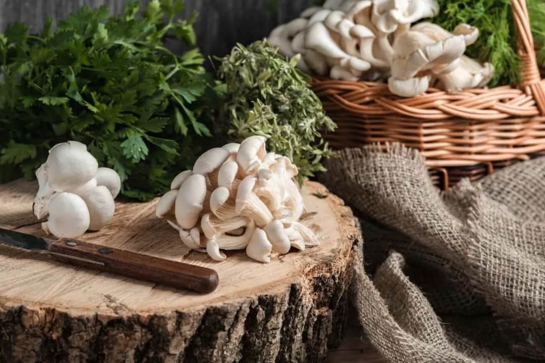 Jak przyrządzić boczniaki dietetycznie - zdrowe przepisy na każdą okazję